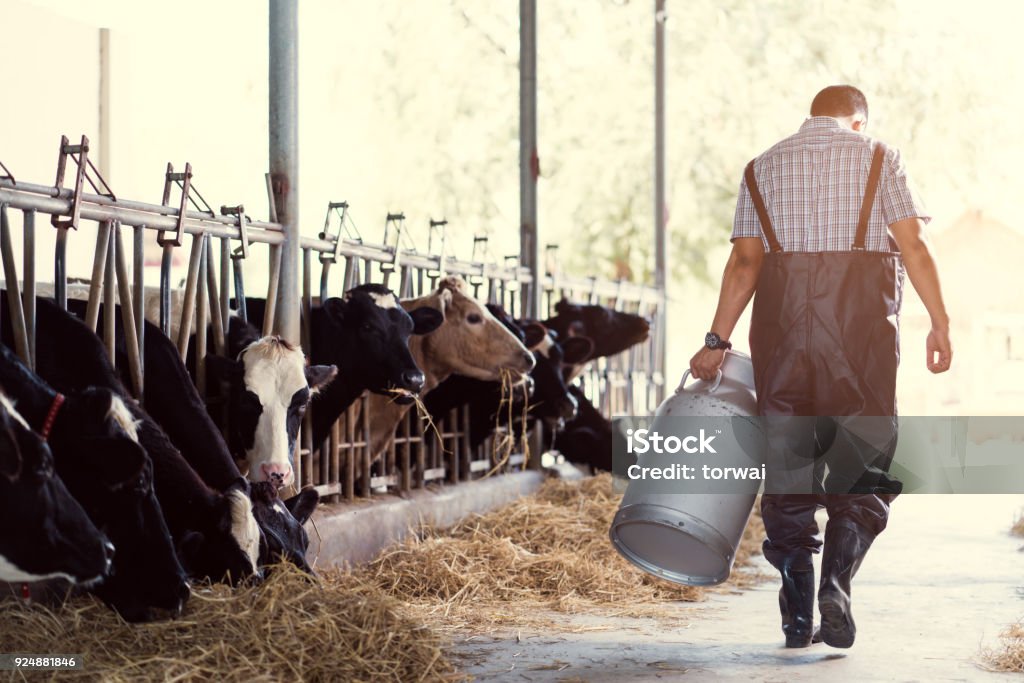 farmer asian are holding a container of milk on his farm.walking out of the farm Milk Stock Photo