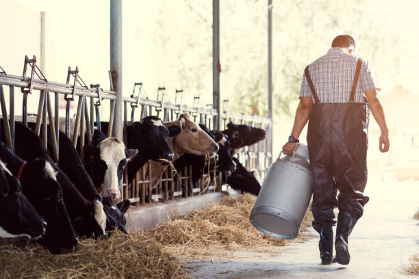 farmer asian are holding a container of milk on his farm.walking out of the farm farmer asian are holding a container of milk on his farm.walking out of the farm cowshed stock pictures, royalty-free photos & images