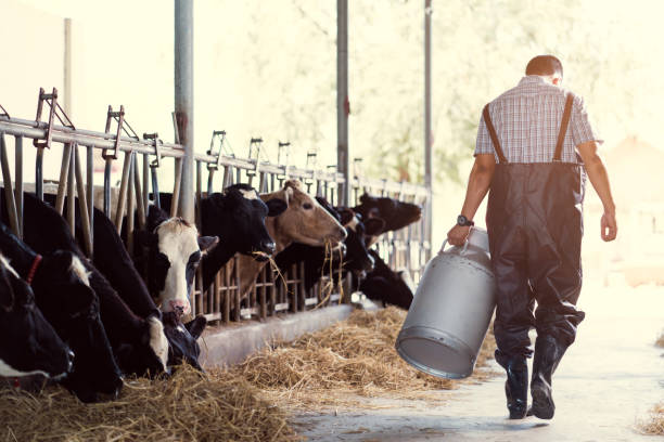 farmer asian are holding a container of milk on his farm.walking out of the farm - cattle shed cow animal imagens e fotografias de stock