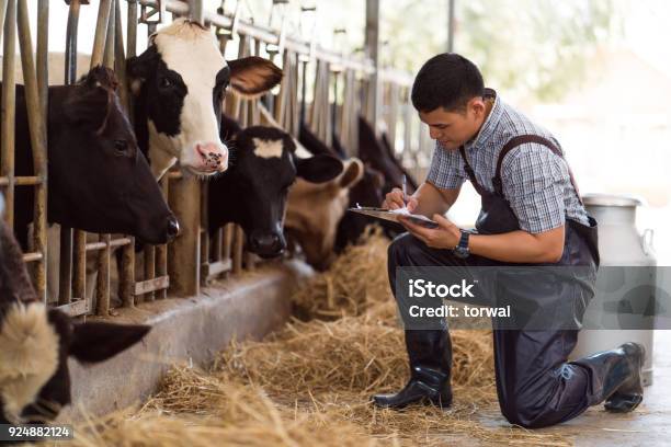 Los Agricultores Están Registrando Detalles De Cada Vaca En La Granja Foto de stock y más banco de imágenes de Agricultor