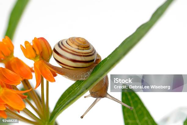 The Twist Stock Photo - Download Image Now - Animals In The Wild, Beauty In Nature, Close-up