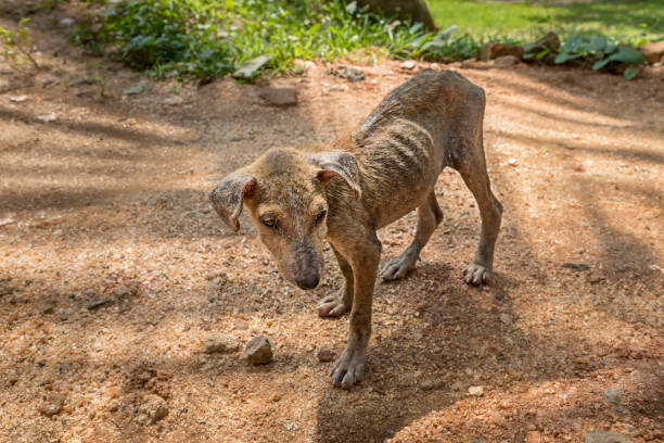 Sick street dog Sick and malnourished street dog dambulla stock pictures, royalty-free photos & images