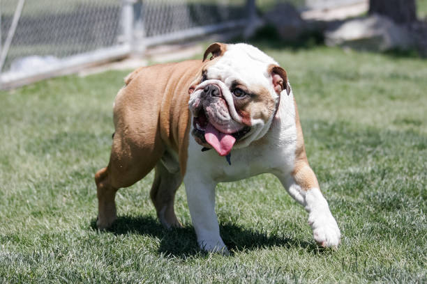 Drooling Bulldog Stock Photos, Pictures & Royalty-Free Images - iStock