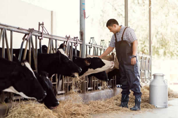 farmer est contagieux à la tête d’une vache. sur sa ferme, il aime les vaches. - cattle shed cow animal photos et images de collection