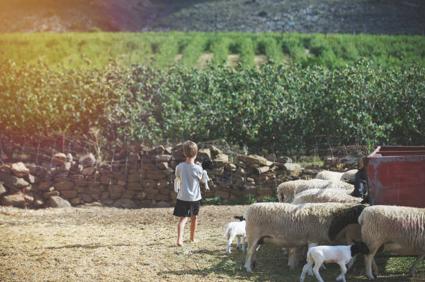 istock Boy Holding Lamb on Farm Rear View 924893720