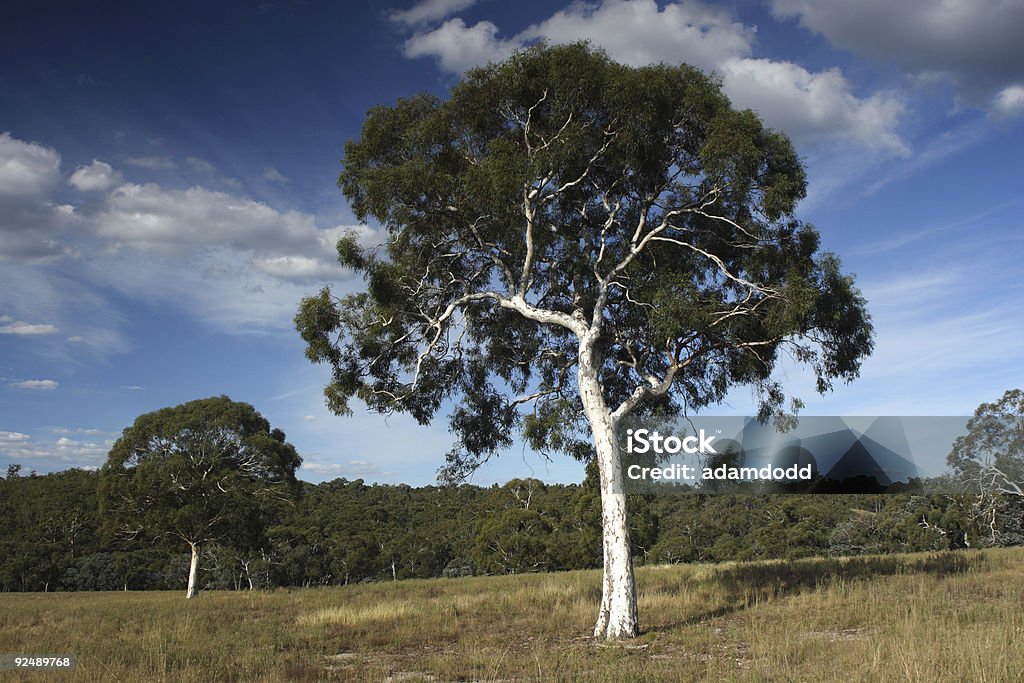 Zwei gum Bäumen - Lizenzfrei Australien Stock-Foto