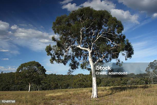 Zwei Gum Bäumen Stockfoto und mehr Bilder von Australien - Australien, Baum, Blatt - Pflanzenbestandteile