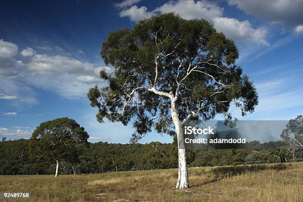 Duas Árvores De Pastilha Elástica - Fotografias de stock e mais imagens de Ao Ar Livre - Ao Ar Livre, Arbusto, Austrália