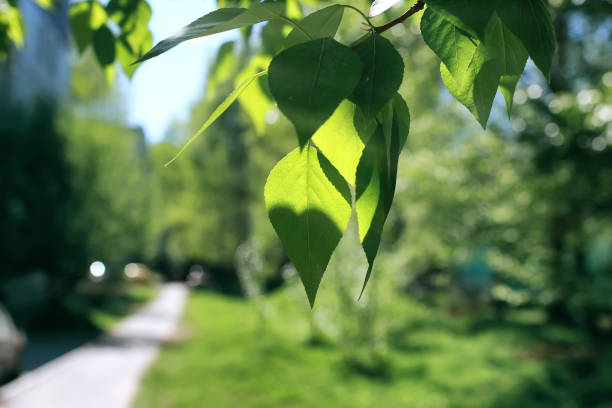 istock Fresh green leaves of trees on clear blue sky 924898404