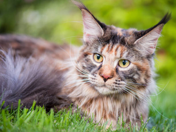 istock Maine Coon cat in park 924899086