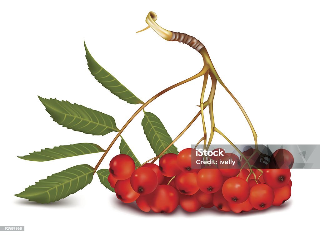 Ashberry.  Autumn stock vector