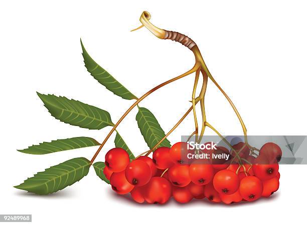 Ashberry Stock Illustration - Download Image Now - Autumn, Berry Fruit, Branch - Plant Part