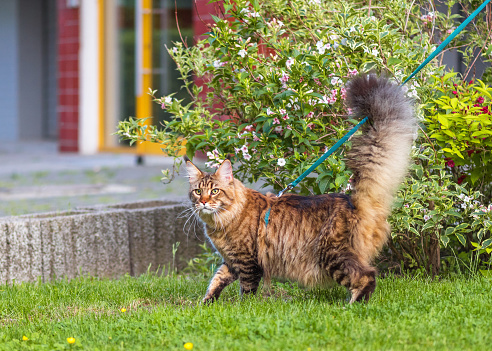 Black tabby Maine Coon cat with leash wandering in backyard. Young cute male cat wearing a harness go on lawn having lifted tail. Pets walking outdoor adventure on green grass in park.