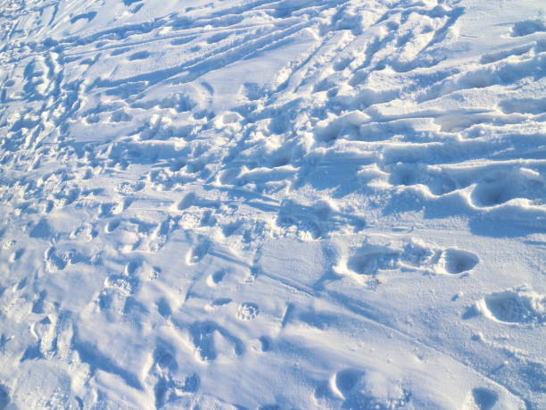 istock snow-covered coast on a winter day 924907146