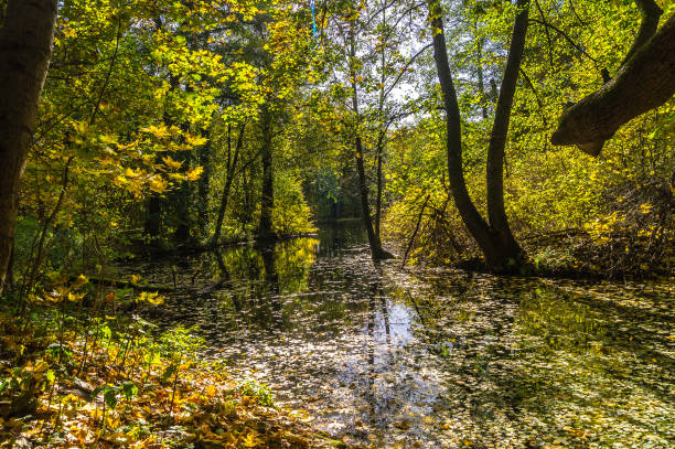 istock Autumn landscape with lake in autumn forest, reflection on  water. 924907780