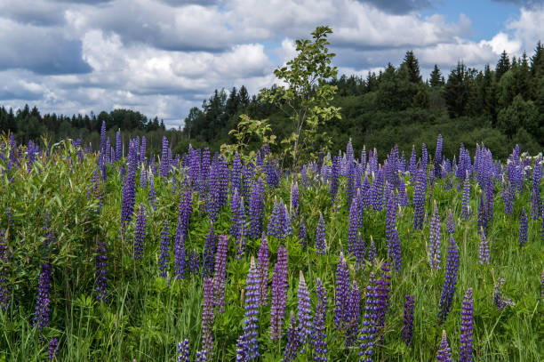 istock rural summer landscape with beautiful flowers. 924907810