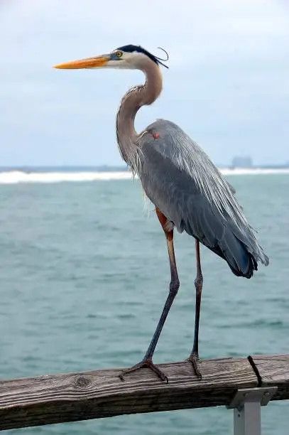 Blue Heron in the wild at Florida, USA