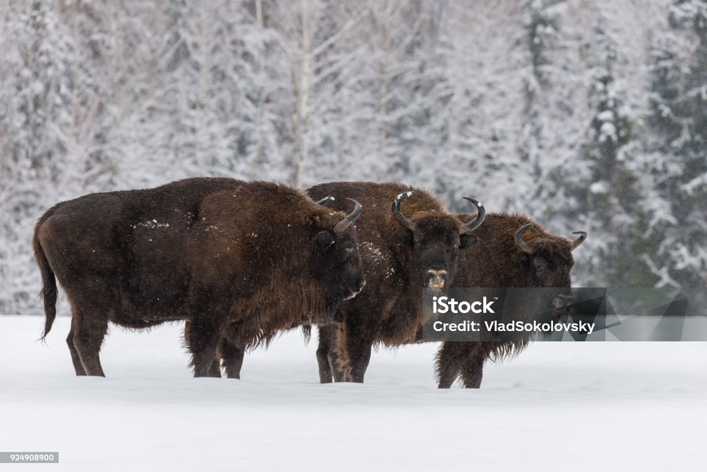 Three Large Brown Bison (Wisent) At  Birch Forest Background.Herd Of European Aurochs ( Bison, Bison Bonasus ) Standing On The Winter Field.Some Big European Wood Bison In Winter Forest. Belarus Belarus Stock Photo