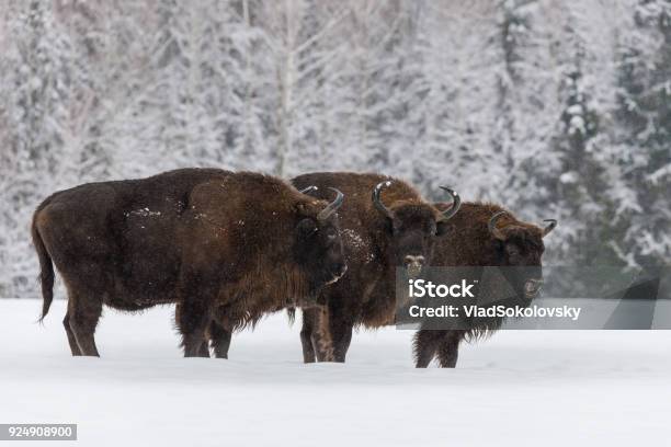 Three Large Brown Bison Standing On The Winter Fieldsome Big European Wood Bison In Winter Forest Belarus Stock Photo - Download Image Now