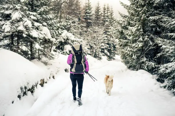 Woman with backpack hiking in white winter woods with akita dog. Legs and boots trekking. Recreation fitness and healthy lifestyle outdoors in nature. Motivation and inspirational winter landscape.