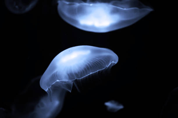 istock Blue jellyfish swim under water 924914972