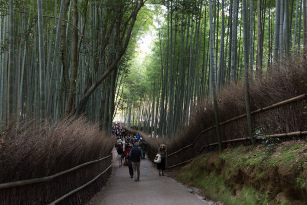Kyoto, Japan - November 21, 2015: People walk past the Bamboo forest in Kyoto, Japan.