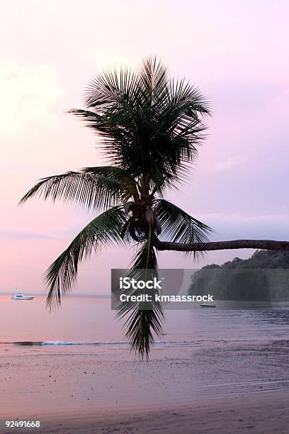 Costa Rica - Fotografie stock e altre immagini di Aiuola - Aiuola, Albero, Ambientazione esterna