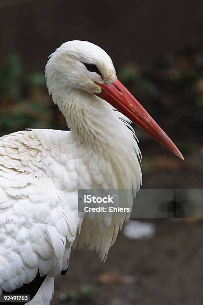 White Stork Portrait Stock Photo - Download Image Now - Animal, Animal Wing, Bird