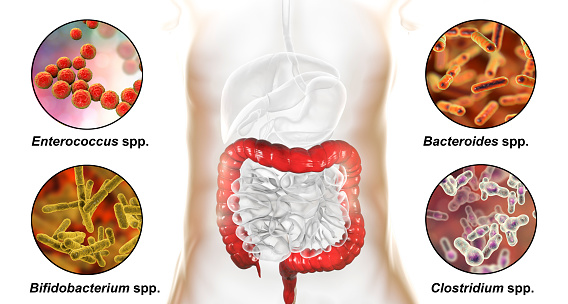 Large intestinal microbiome, bacteria colonizing large intestine, Enterococcus, Bifidobacterium, Clostridium and Bacteroides, 3D illustration