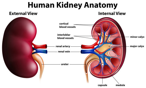 Diagram showing human kidney anatomy Diagram showing human kidney anatomy illustration human kidney stock illustrations