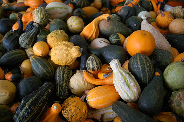 Gourds stock photo