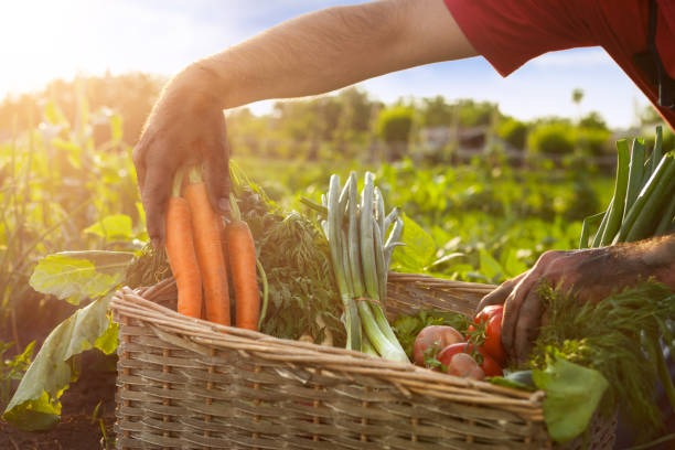 istock Gardener holding carrot and tomato from a basket 924922466
