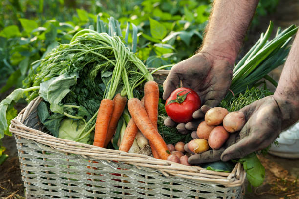 istock Tomato and potato in gardener hands 924922654