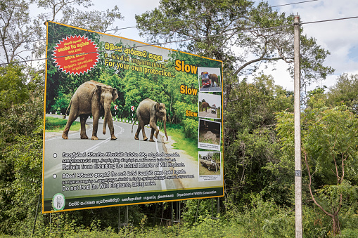 Minneriya, Sri Lanka - December 6, 2017:  Traffic poster warning car drivers against crossing elephants on the road