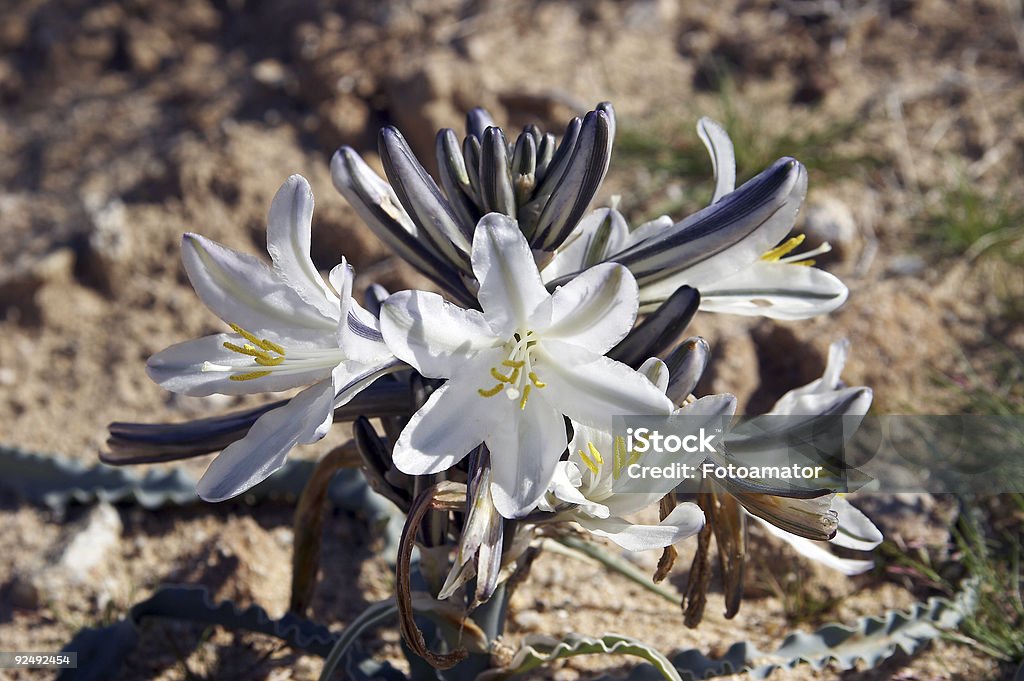 Desert Lily - Стоковые фото Аризона - Юго-запад США роялти-фри