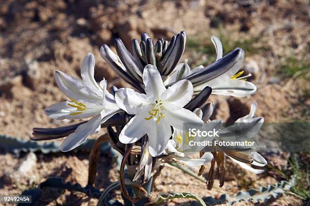 Desert Lily — стоковые фотографии и другие картинки Аризона - Юго-запад США - Аризона - Юго-запад США, Без людей, Белый