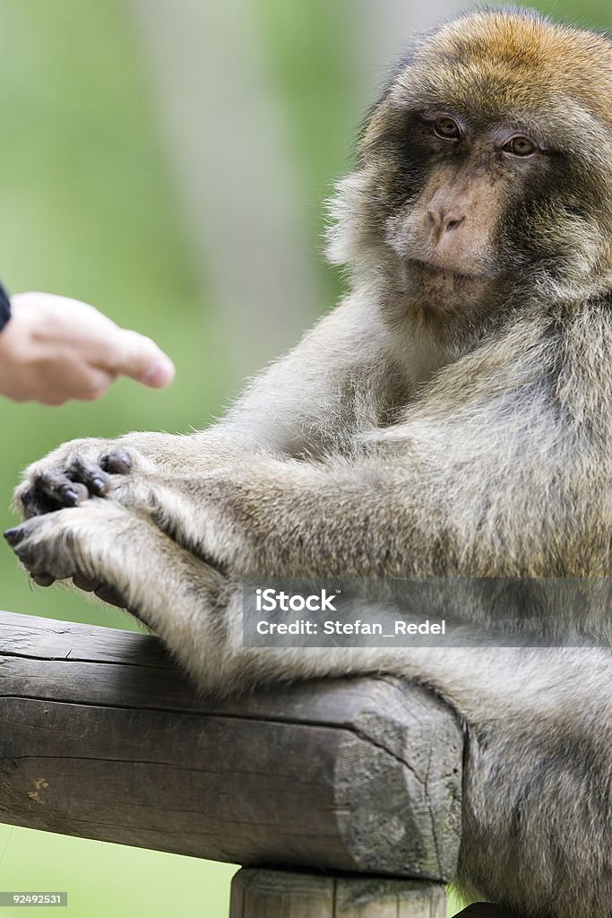 Calm Monkey Calm Monkey Stock Photo - Download Image Now - Animal, Animal Hand, Ape ...
