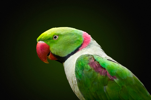 Close-up of Alexandrine parakeet also known as Alexandrine ring-necked parakeet