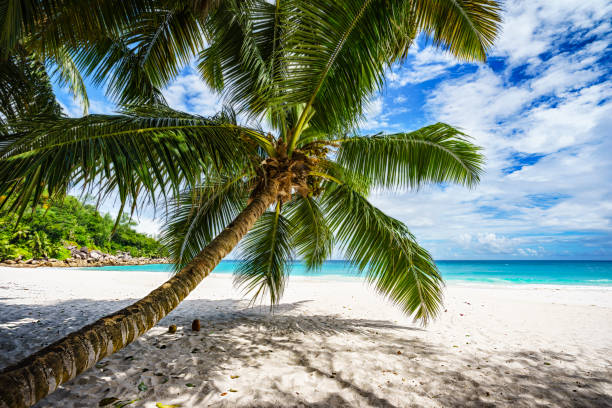 istock Palm tree,white sand,turquoise water at tropical beach,paradise at seychelles 3 924926894
