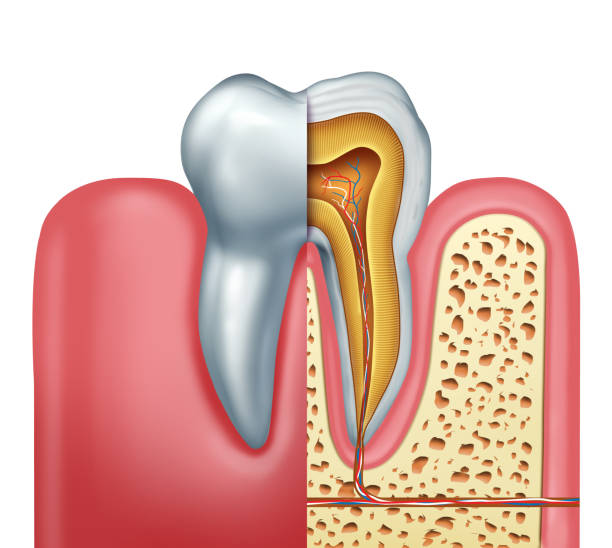 concept d’anatomie humaine dent - pulpe photos et images de collection