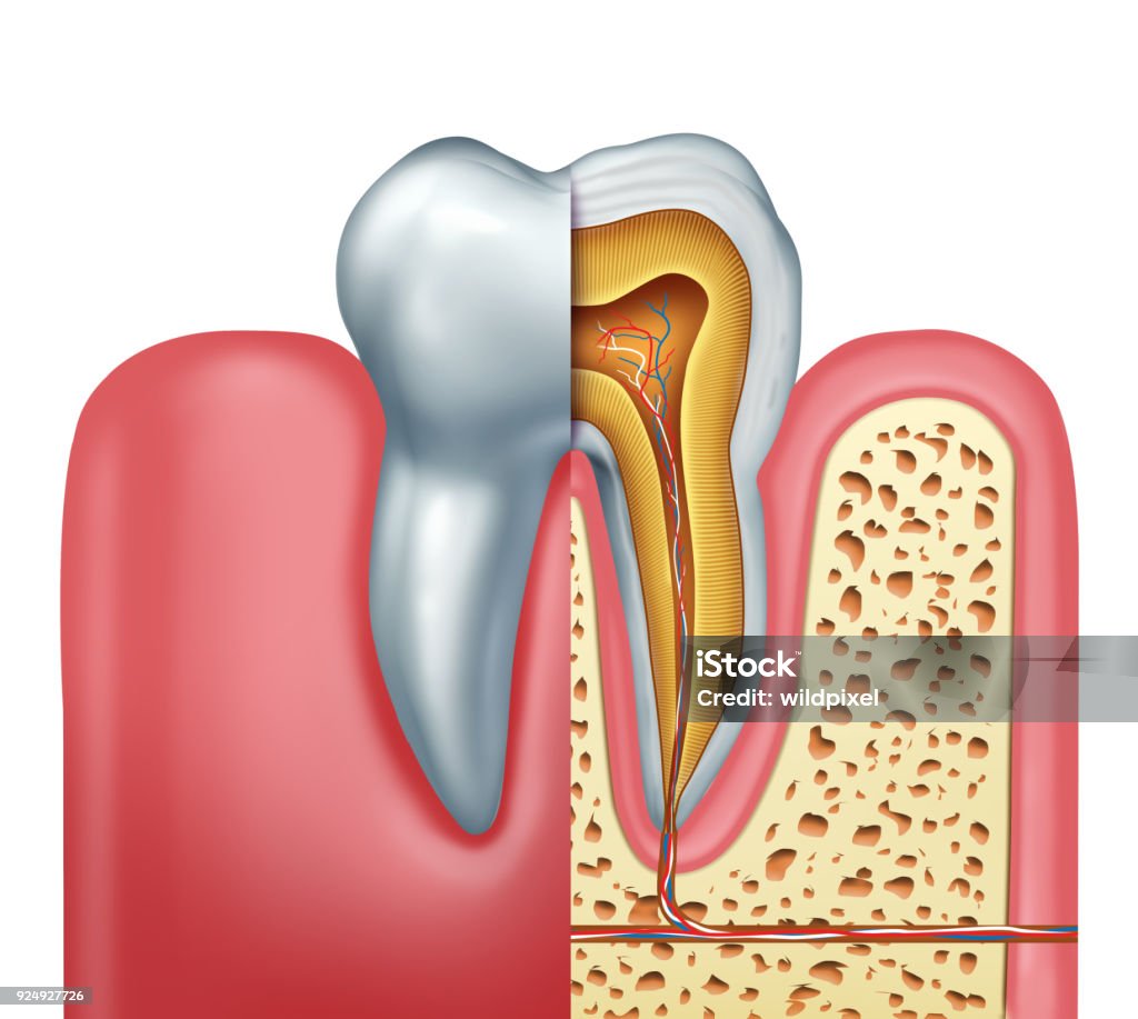 Human Tooth Anatomy Concept Human tooth anatomy dentistry medical concept as a cross section of a molar with nerves and root canal symbol as a 3D illustration. Root Canal Stock Photo