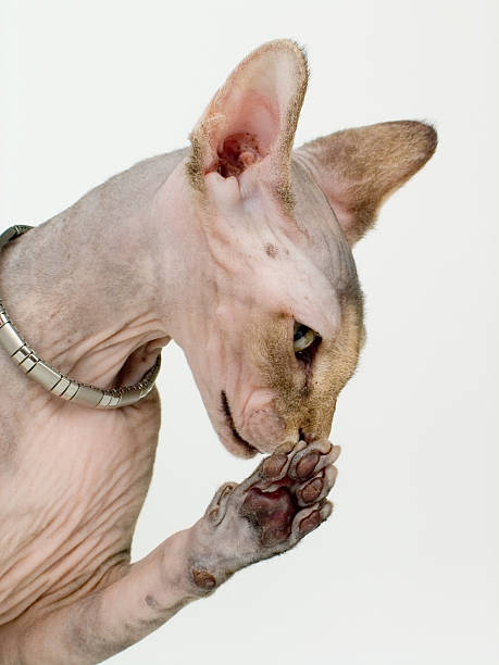 istock Portrait with a paw and a bracelet 92492934