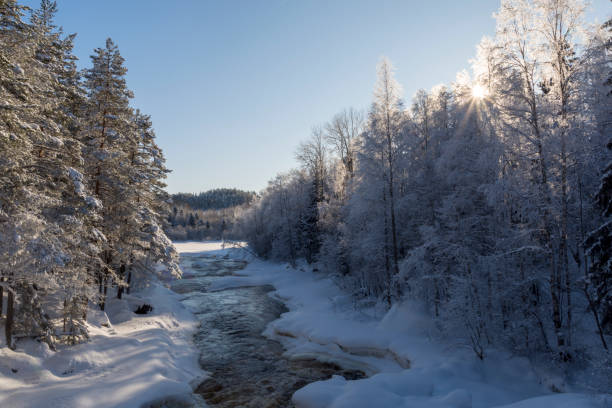 istock Little stream in the forest with sun shine through a birch on right side. 924930608