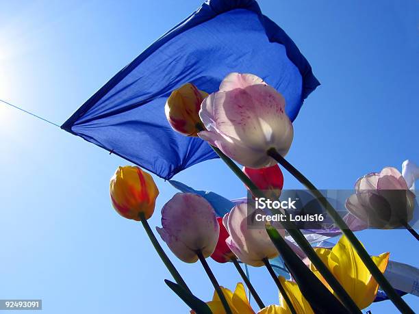 Drying Day Stock Photo - Download Image Now - Blue, Clean, Color Image