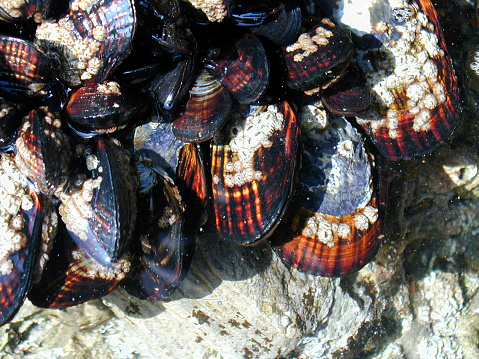 Sea Shell Mucles Underwater Muscle Shells Stock Photo - Download Image Now - Animal ...