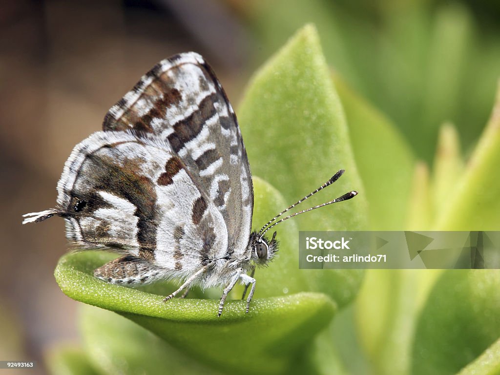 Little butterfly  Beauty Stock Photo