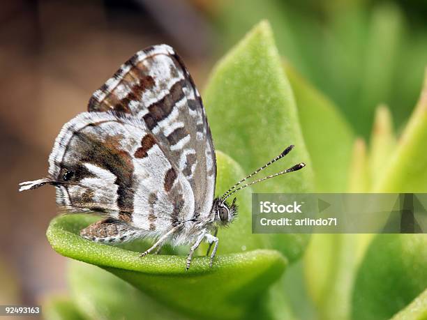 Little Butterfly Stock Photo - Download Image Now - Beauty, Beauty In Nature, Bright