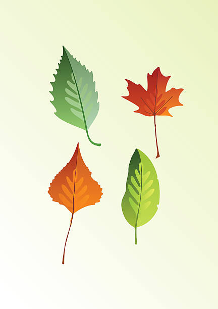 leaves illustration vector art illustration