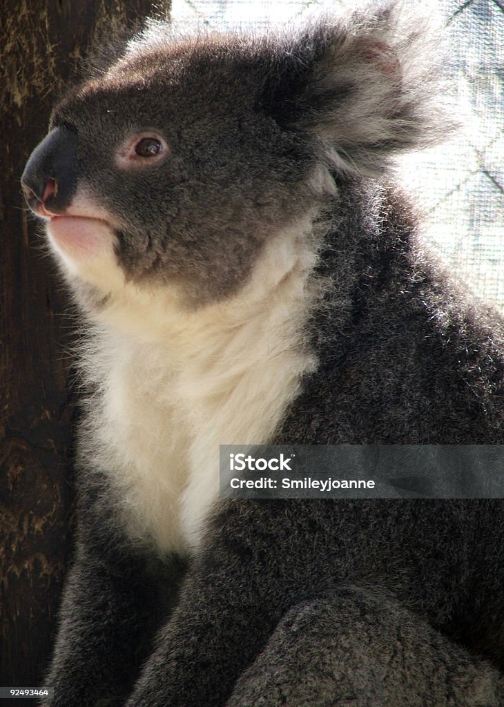 Tiere-Koala - Lizenzfrei Ast - Pflanzenbestandteil Stock-Foto