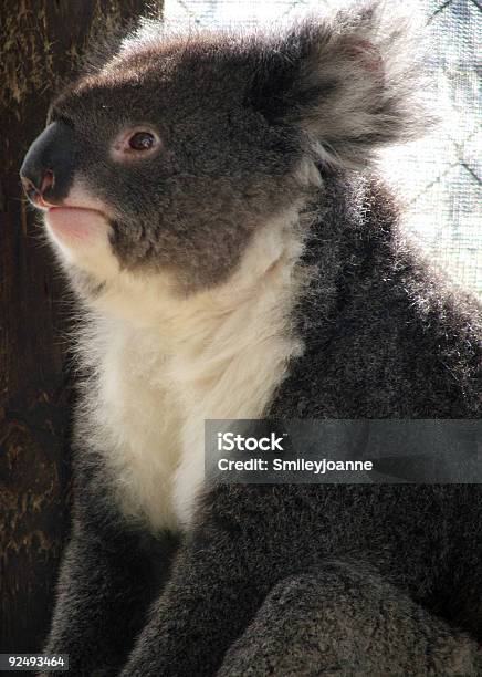 Tierekoala Stockfoto und mehr Bilder von Ast - Pflanzenbestandteil - Ast - Pflanzenbestandteil, Australien, Baum